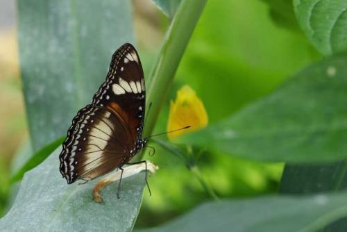 Hypolimnas bolina
