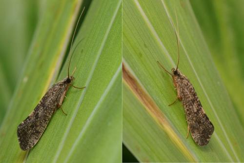 Réf. 102 034 : Hydropsyche sp.