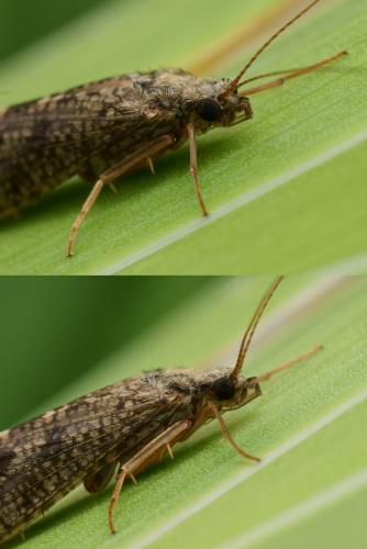 Réf. 102 035 : Hydropsyche sp.