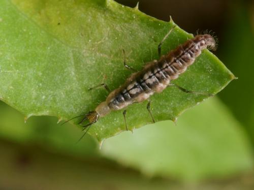 Micromus angulatus