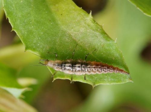 Micromus angulatus