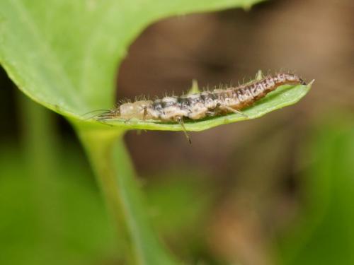 Micromus angulatus