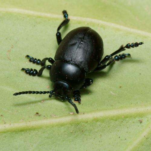 Timarcha nicaeensis