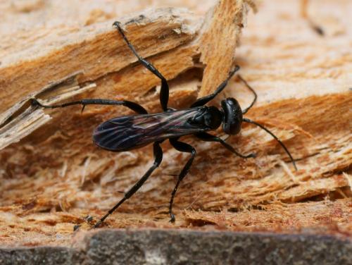 Arachnospila conjungens