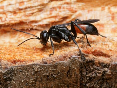 Arachnospila conjungens