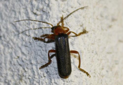 Réf. 102 029 : Cantharis sp.