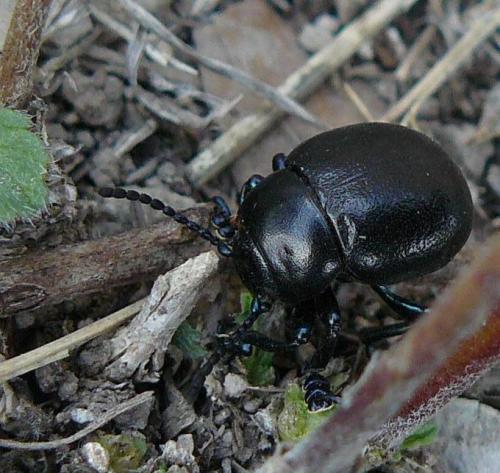 Réf. 102 331 : Timarcha goettingensis