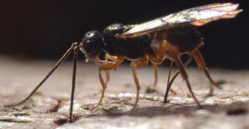 Diospilus sp.