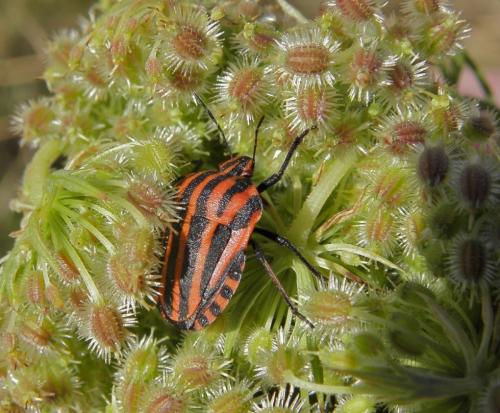 Réf. 102 842 : Graphosoma italicum