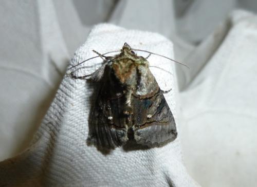 Réf. 102 723 : Abrostola tripartita