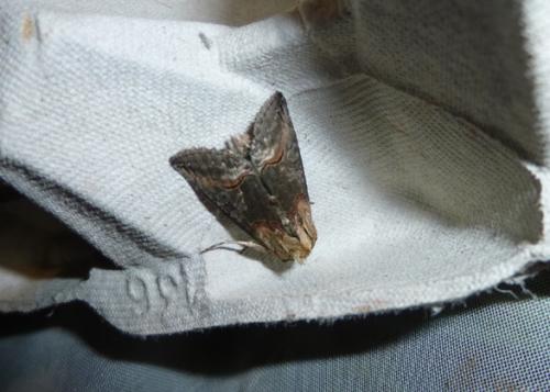 Abrostola triplasia