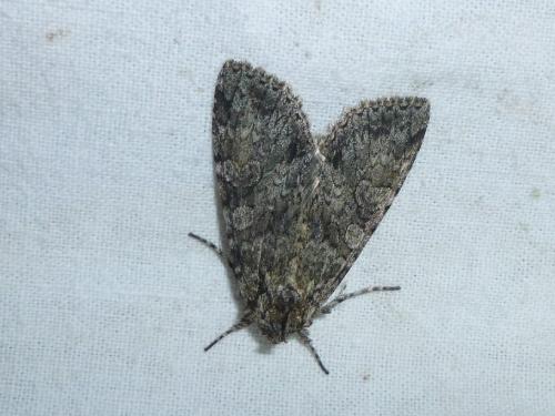 Polia nebulosa