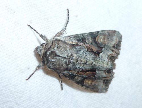 Lacanobia w-latinum