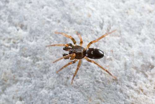 Réf. 102 186 : Phrurolithus nigrinus
