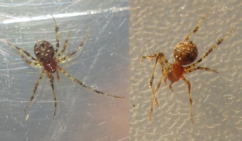Theridion melanostictum