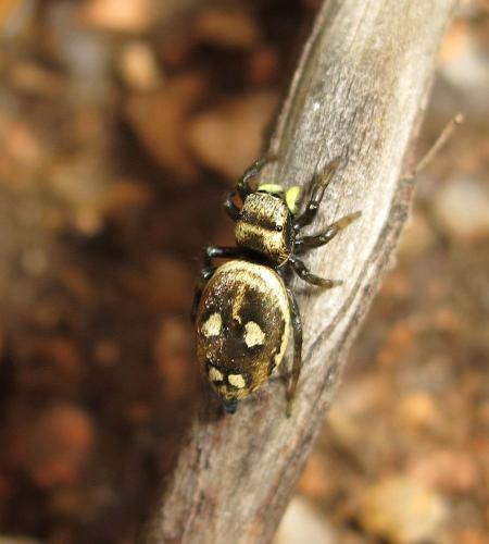 Réf. 102 370 : Heliophanus rufithorax