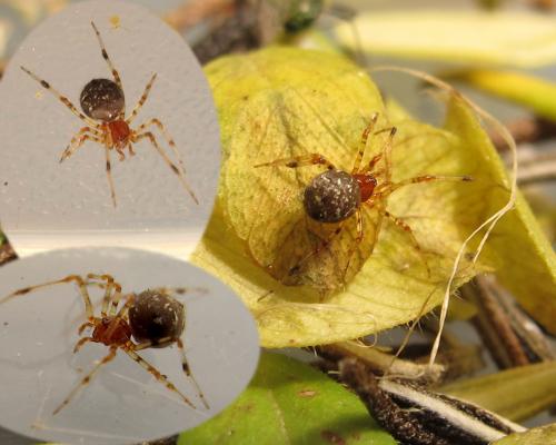 Theridion melanostictum