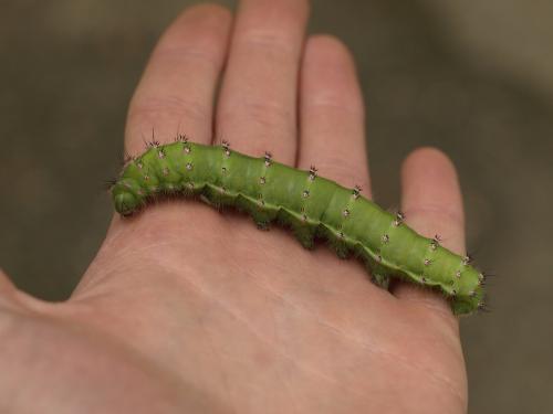 Saturnia pavoniella