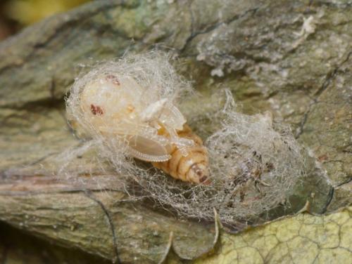 Micromus angulatus
