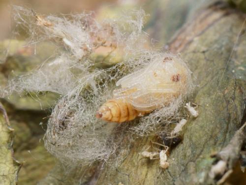 Micromus angulatus