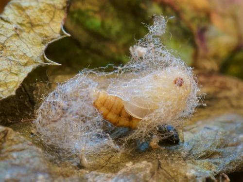 Micromus angulatus