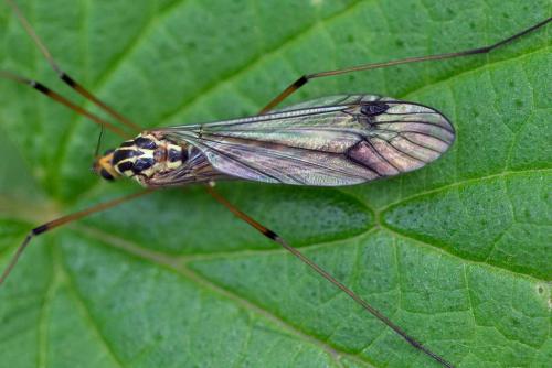 Nephrotoma quadrifaria
