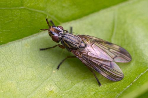 Dorycera graminum
