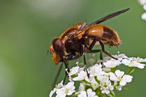Volucella inflata