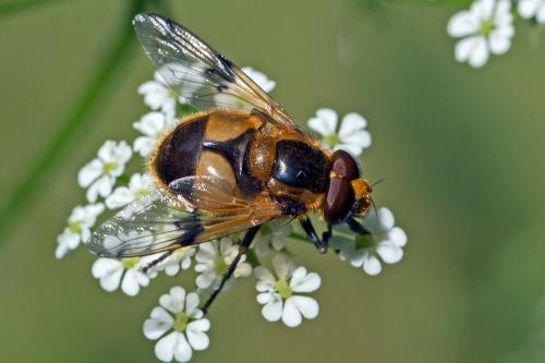 Volucella inflata