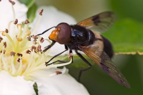 Réf. 102 344 : Volucella pellucens