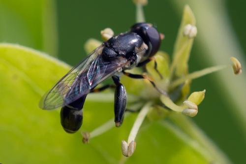 Réf. 102 346 : Syritta pipiens