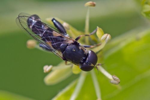 Réf. 102 348 : Syritta pipiens