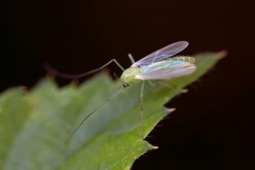 Réf. 102 915 : Dicrotendipes sp.