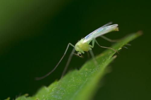 Réf. 102 916 : Dicrotendipes sp.