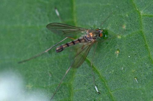 Sciapus platypterus