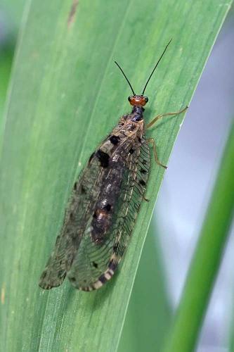 Réf. 102 988 : Osmylus fulvicephalus