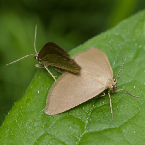 Réf. 102 962 : Minoa murinata