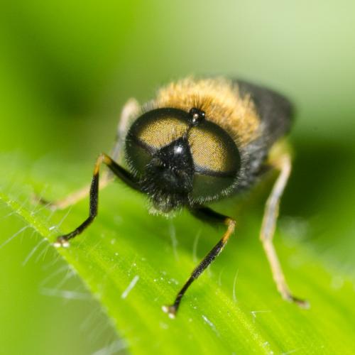 Chloromyia sp.
