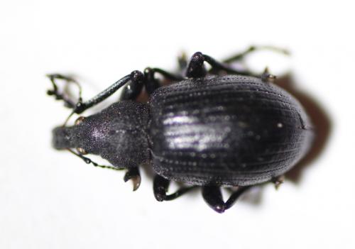 Liophloeus tessulatus
