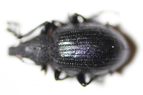 Liophloeus tessulatus