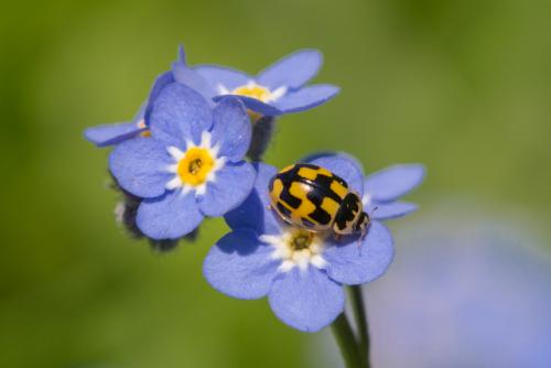 Propylea quatuordecimpunctata