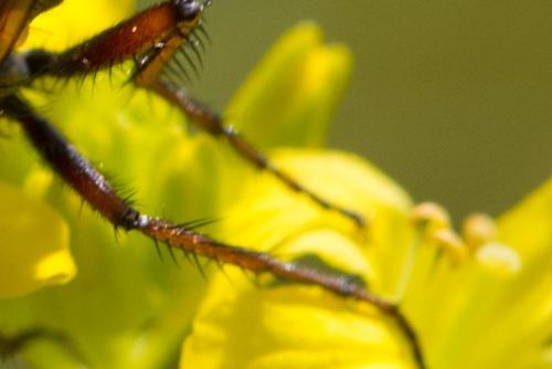 Empis sp.