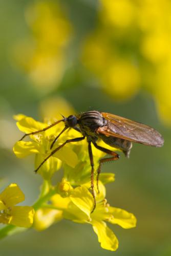 Empis sp.