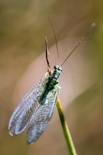 Réf. 102 917 : Chrysopa perla