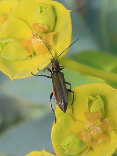 Oedemera flavipes
