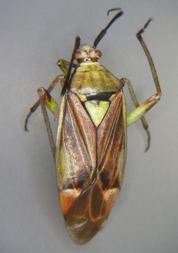 Réf. 102 741 : Actinonotus pulcher