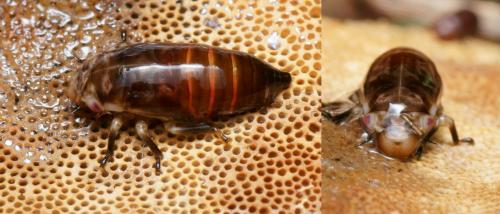Réf. 102 320 : Aphrophora alni