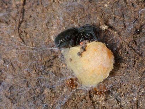Titanoeca sp.