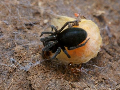 Titanoeca sp.