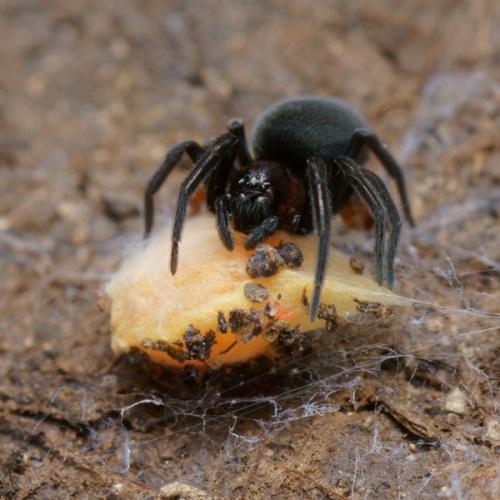 Titanoeca sp.